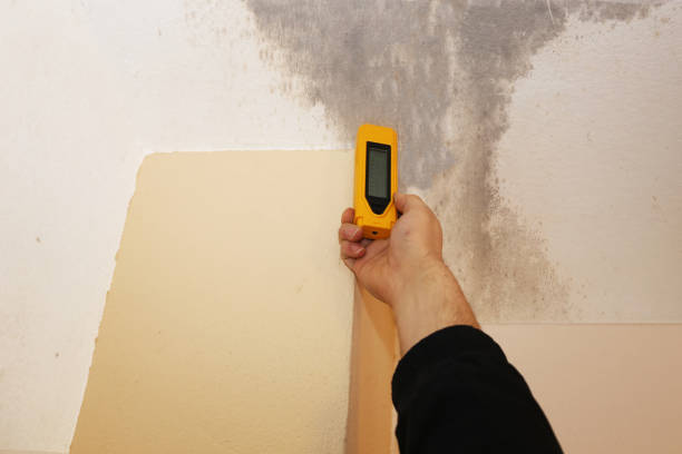 Best Black Mold Removal  in Battle Creek, MI