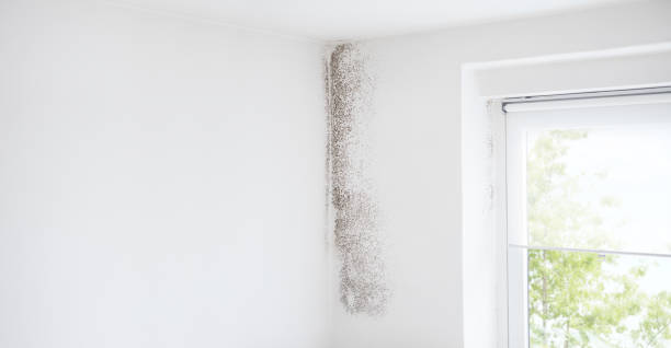 Best Attic Mold Removal  in Battle Creek, MI