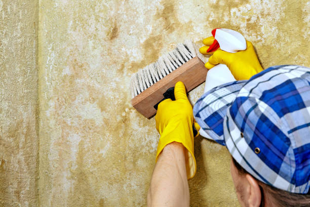 Best Water Damage & Mold Remediation  in Battle Creek, MI