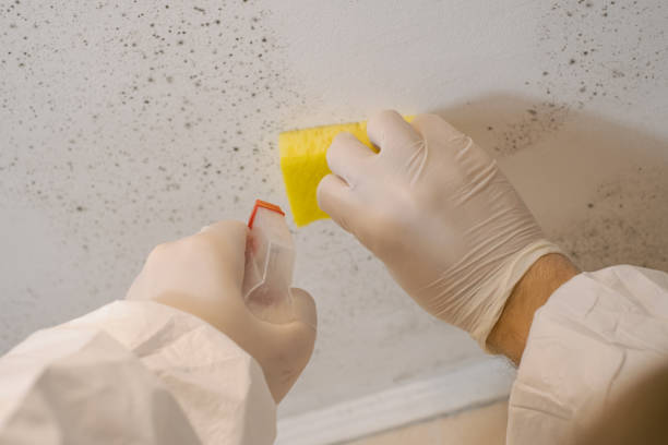 Best Real Estate Mold Inspection  in Battle Creek, MI