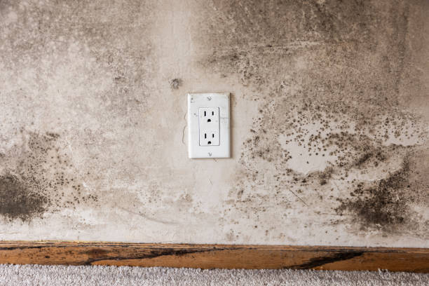 Best Mold Odor Removal Services  in Battle Creek, MI