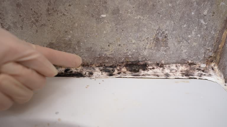 Best Water Damage & Mold Remediation  in Battle Creek, MI