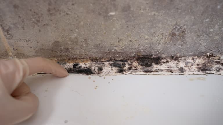 Best Mold Remediation for Healthcare Facilities  in Battle Creek, MI